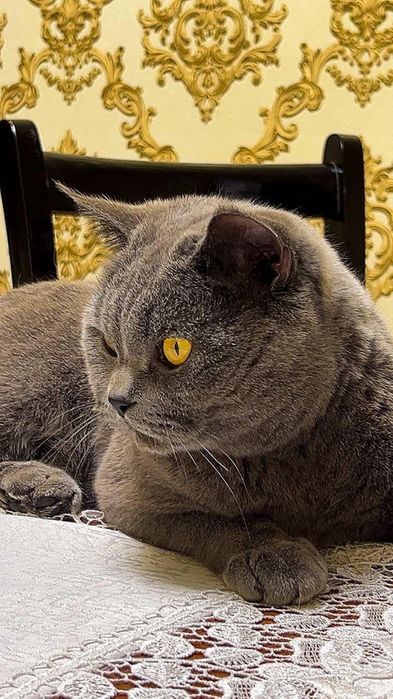 Вязка Британский кот .