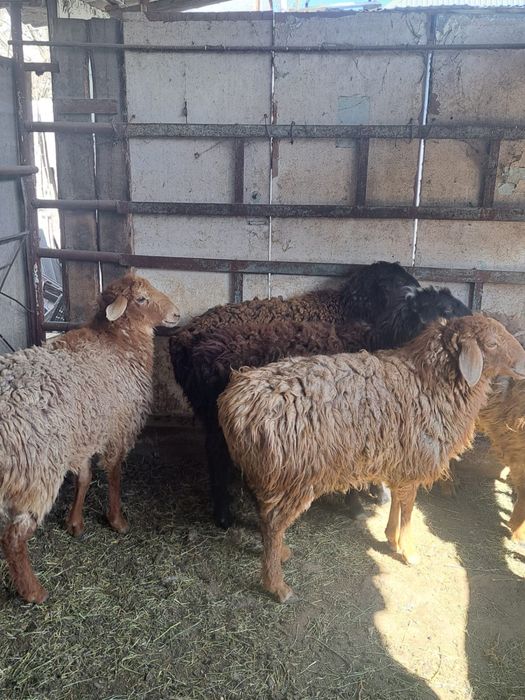 Тоқтылар сатылады