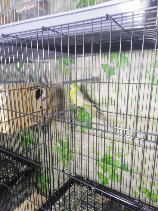 Попугаев оптом срочно по нужде продаю.Толка оптом