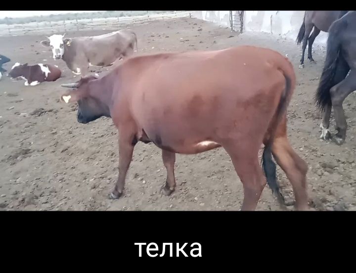 Продам бычков телок