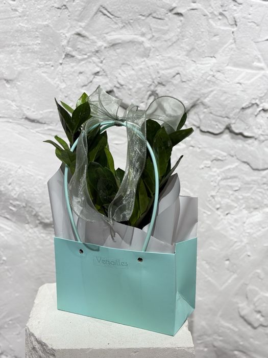 Комнатные растения в оформлении