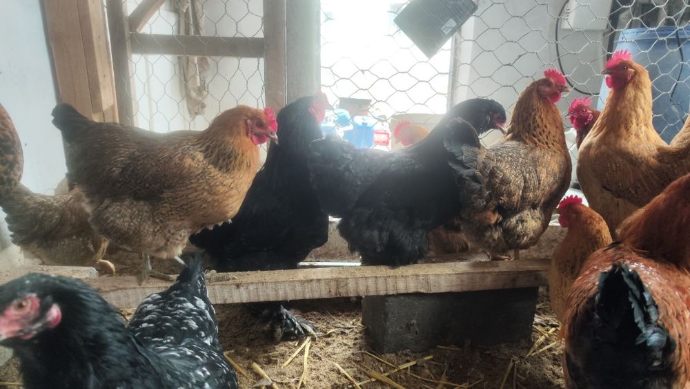 Барма сатыладыыыы