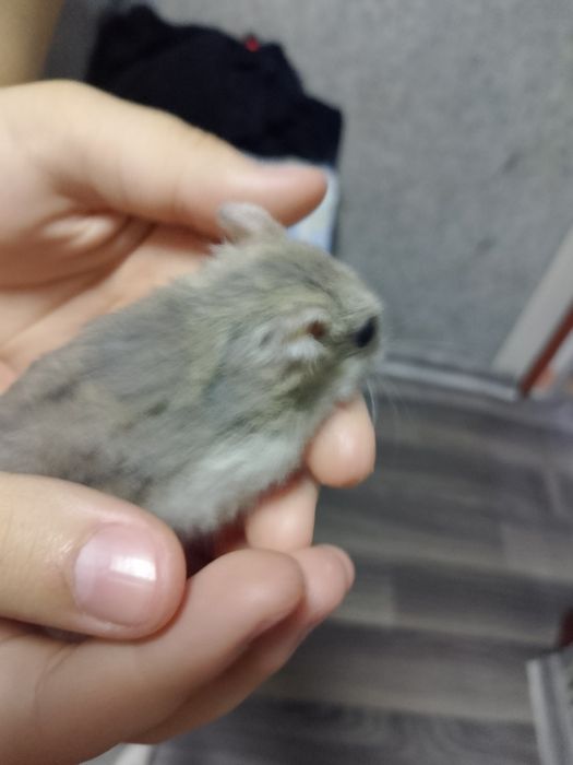 Продам 2х Хомяков