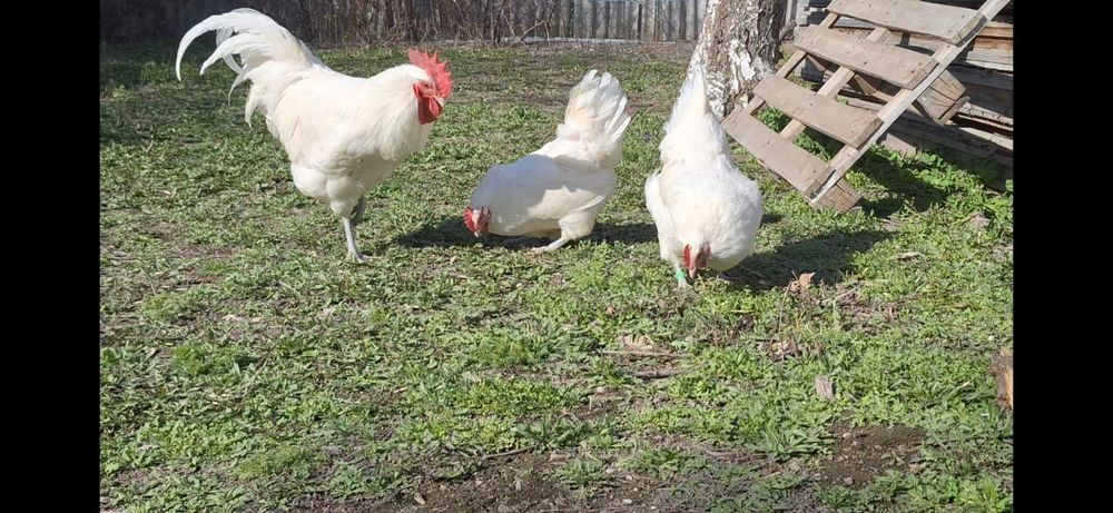 Продается куры Австралорп