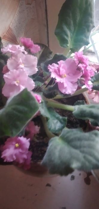 Продаются комнатные