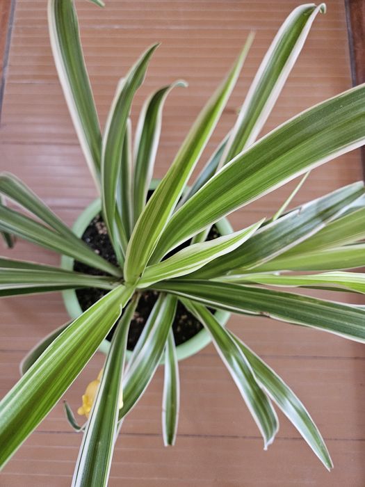 Цветы хлорофитум