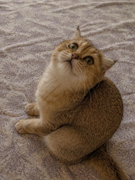 Продаётся котенок девочка Золотая Шиншилла!!!