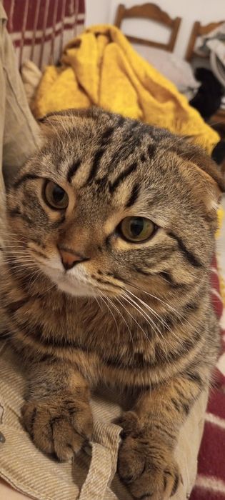 Крупный кот скоттиш Фолд для вязки