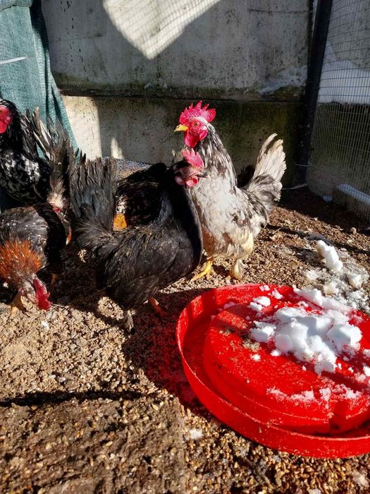 Оплодени яйца от декоративни кокошки