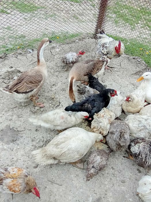 Păsări de vânzare