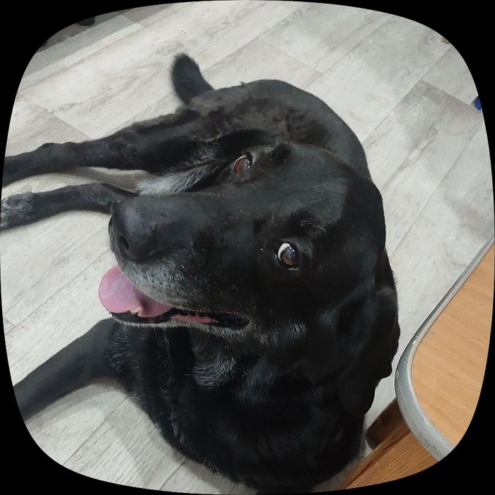 продам Xiaomi Redmi 9a