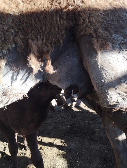 Аруана туйелер тайлактар
