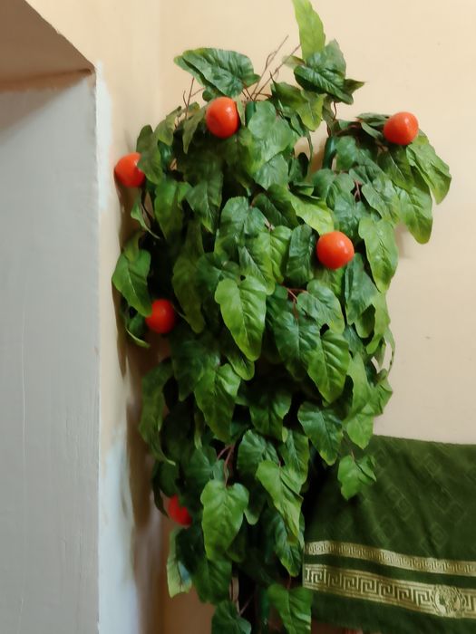 Гул терек сатылады