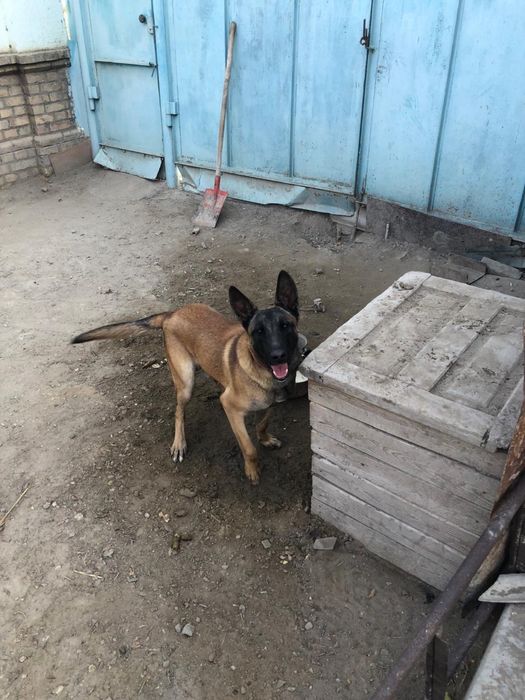 Белгиский овчарка сатылады