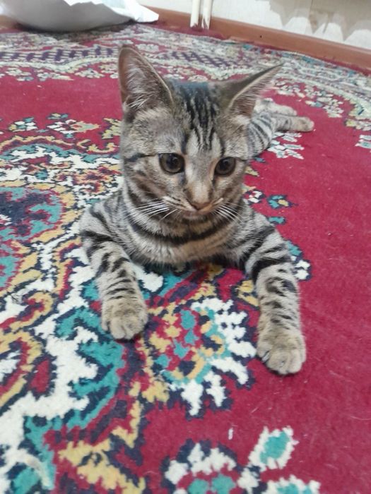 Бенгаль мушукча сотилади