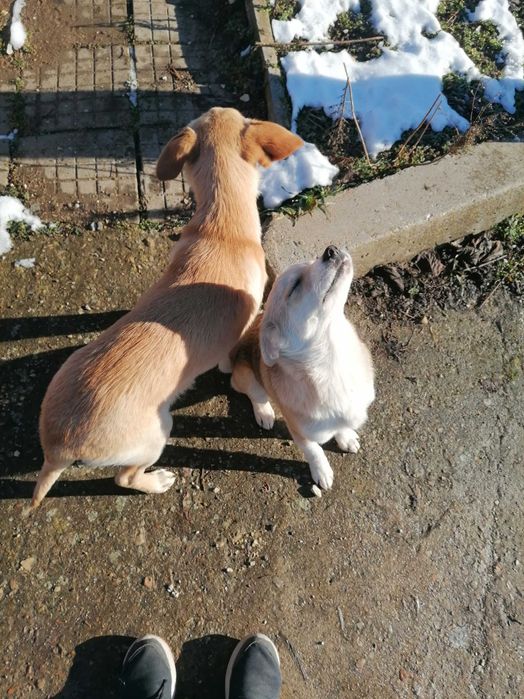 Подарявам кученца