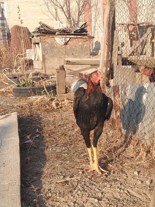 Продам или обмен на курицу