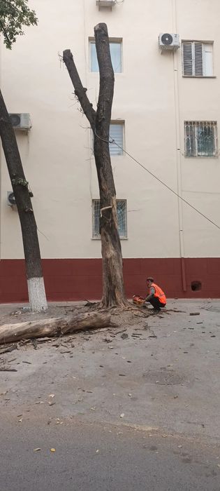 Дархларни аралаемиз