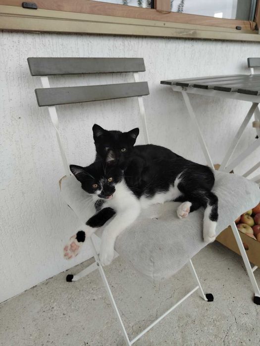 Подарявам котенца
