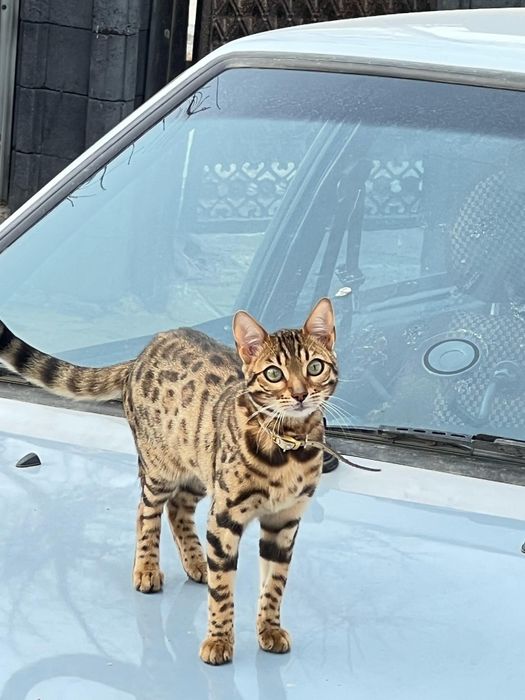 Кошка бингальская.