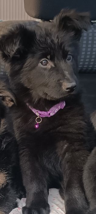 Немецкая овчарка щенки