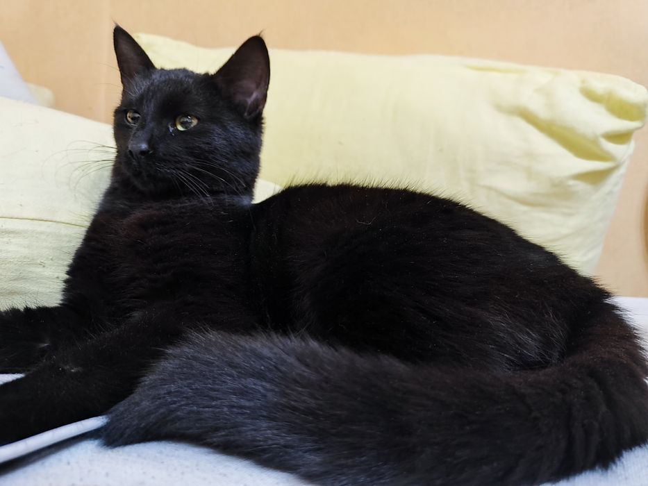 Черно бебе коте. Бамбйска котка