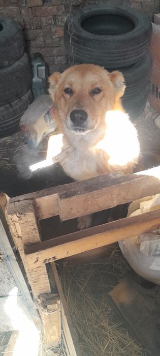 Ит сатыладв 2 жасар