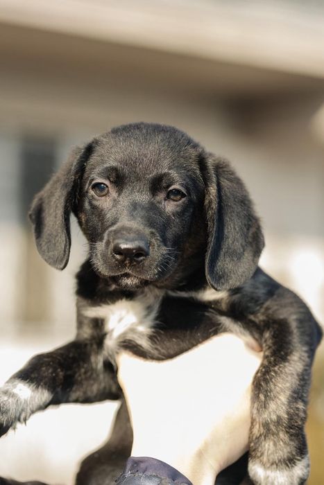 Щенята ищут любящий дом