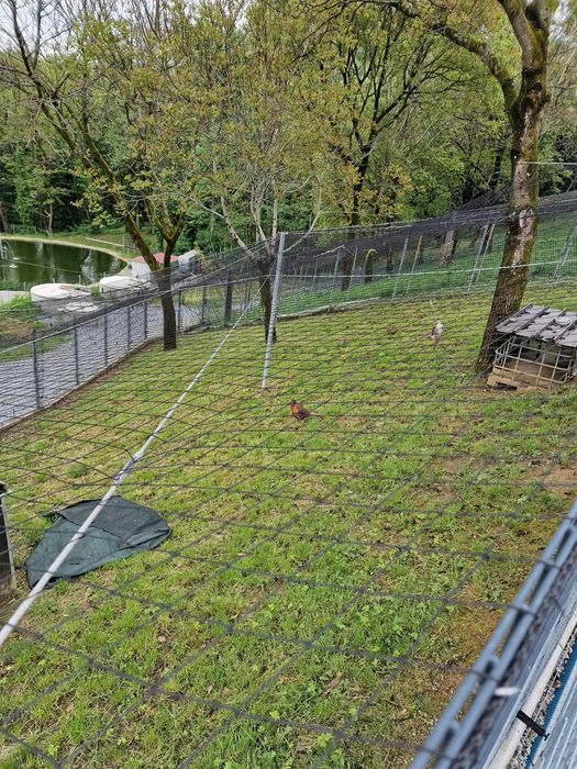 Plasă  Voliere Păsări protectie și siguranță