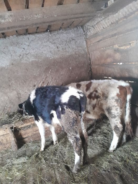 Vând o vitica și un tauras