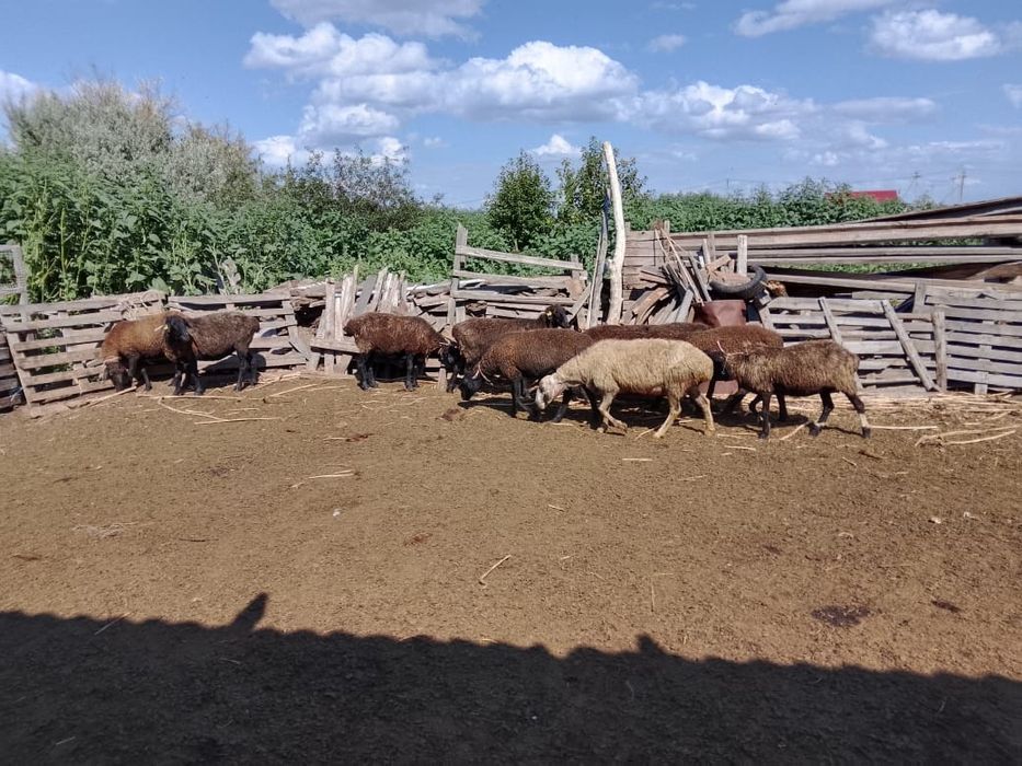 Продам баран оптом 10 голов