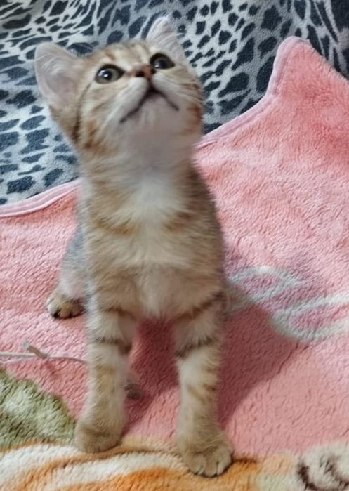 Ищем добрые ручки.