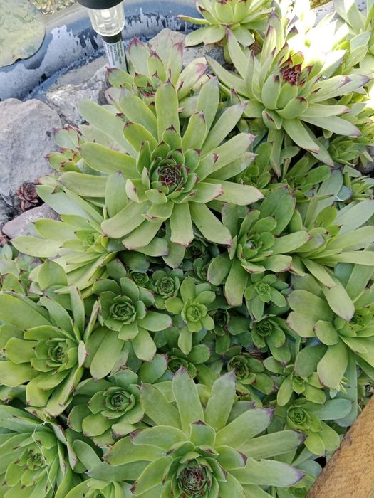 Продам каменную розу