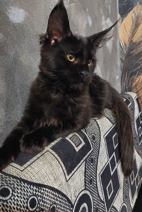 Черная кошечка Мейн-кун  свободна