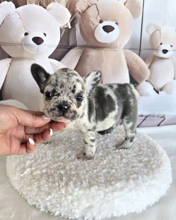 Френски булдог елитна кръвна линия момиче