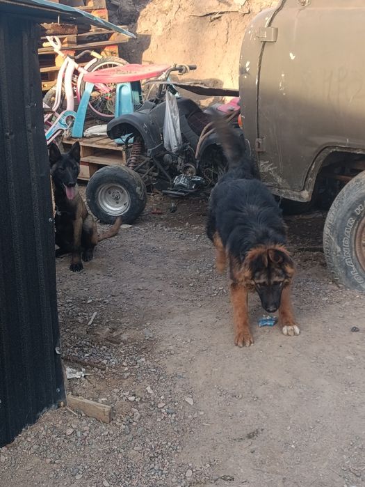 Продам немецкую авчарку или обмен