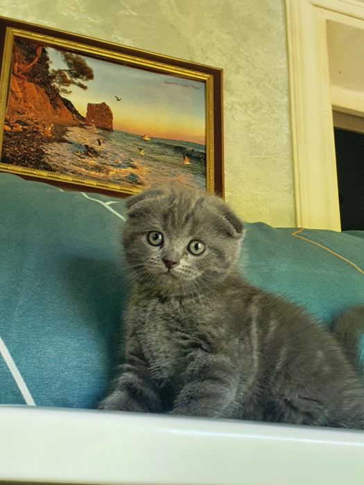 Скотиш фолд; девочка