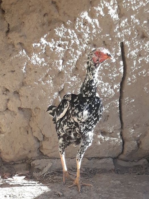 makyon sotiladi bilgan tushunadi oq qora