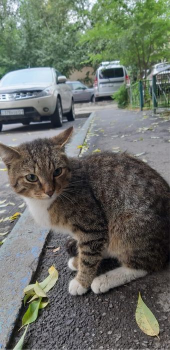 очень ласковый кот