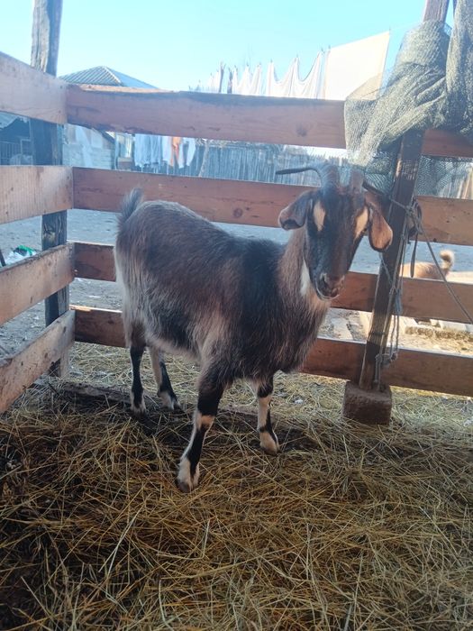 Vând capră românească