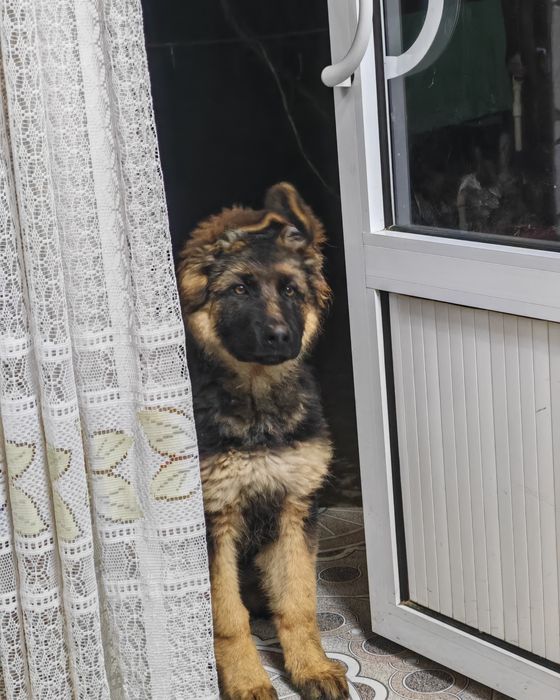 Чистокровные немецкие овчарки