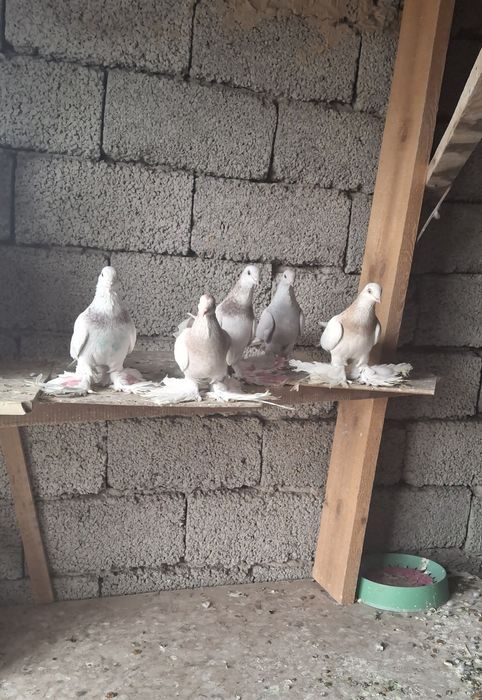 Голуби на продажу