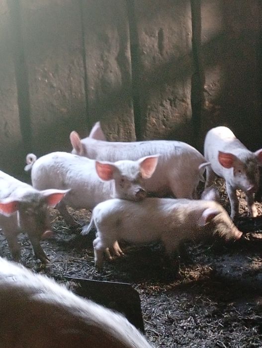 Продаються поросятки возраст четвертыи месяц пошол. Кушают отлично