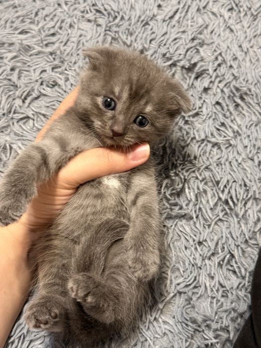 Шотландский вислоухий котенок девочка