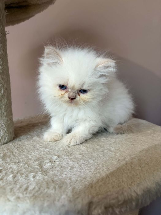 Персийско коте момченце