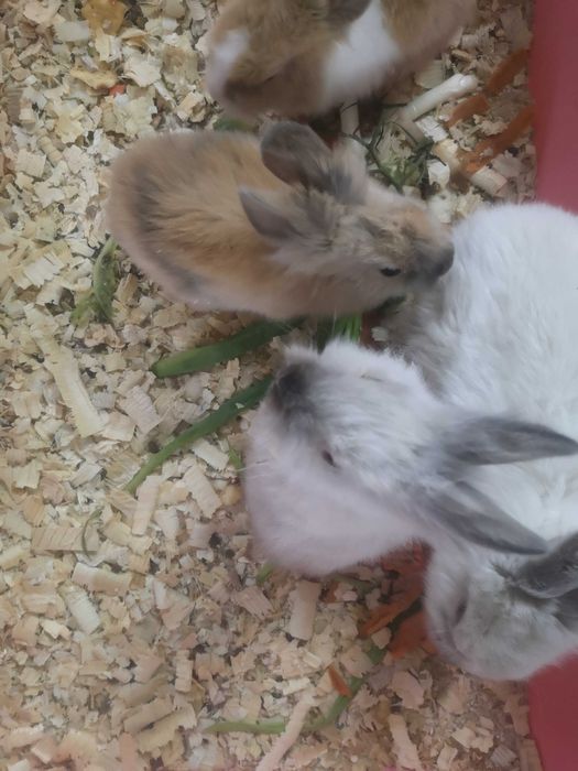 Декоративные кролики