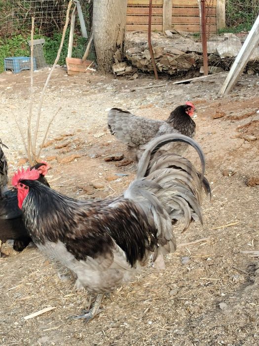 Cocoși australop și cocoși de țară