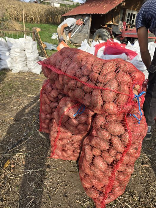 Cartofi Red Lady si albi alegria