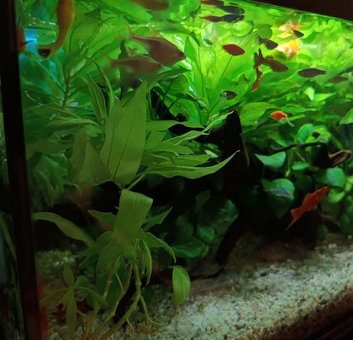 Acvariu complet echipat cu accesorii