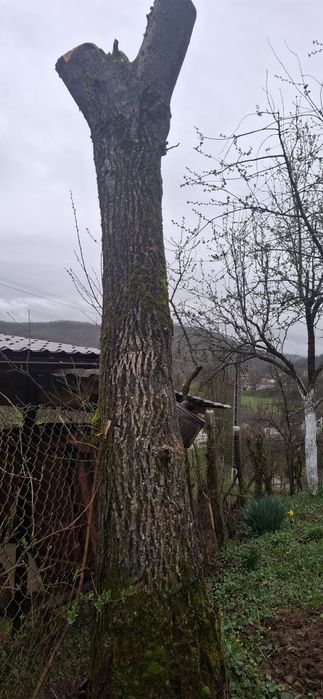 Vand nuc pentru mese